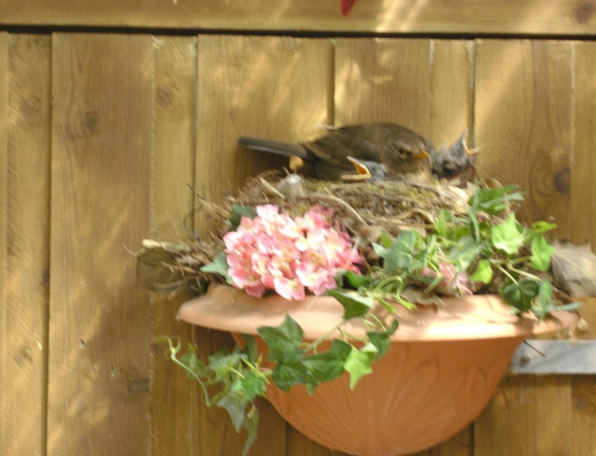 Ferienwohnung Haus Mit Lilie Und Rose Westerdeichstrich Exterior foto